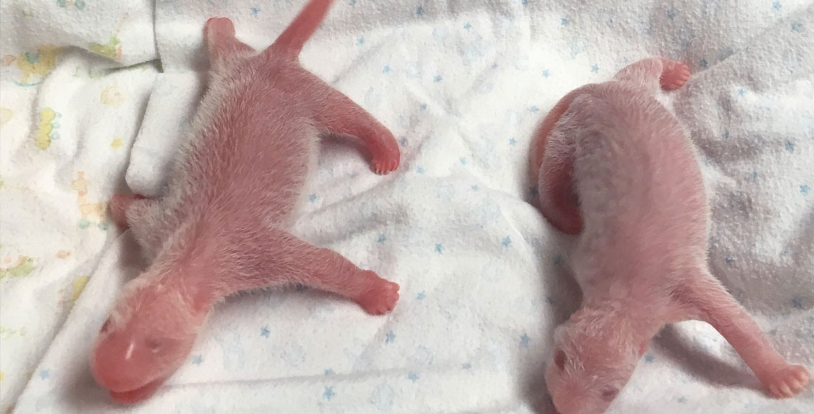 New-Born Giant Pandas Are Actually Really Tiny 