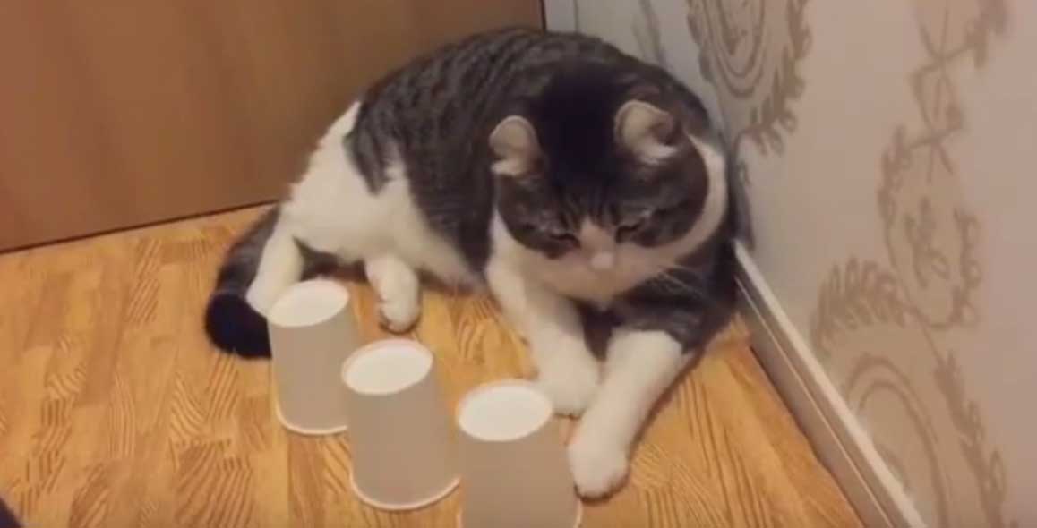  Cute Cat Shows Off Incredible Skills With Cup-And-Ball Game 