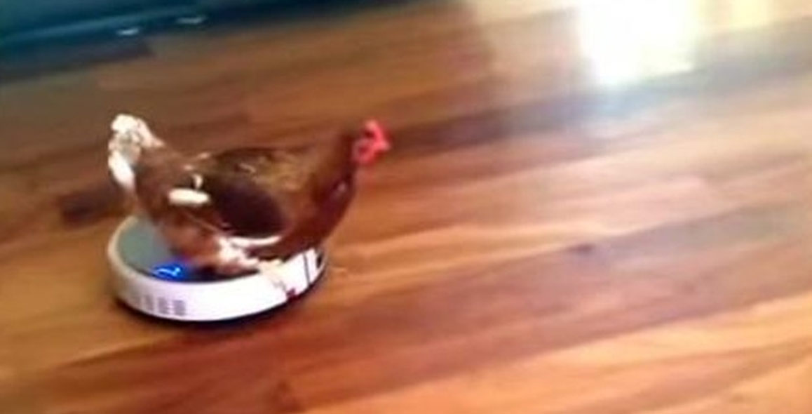 Women Discovers Chicken Riding Around House On A Roomba Breaded Cats