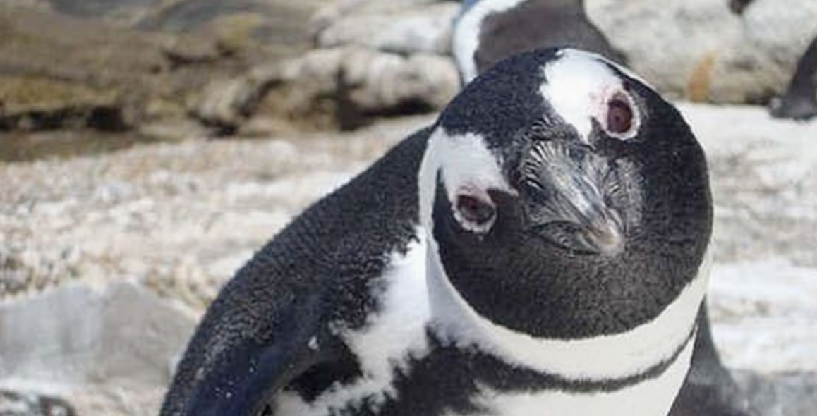 A Penguin Love Triangle Has The Internet Going Crazy
